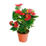 Anturio de 95 cms