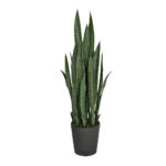 Lengua De Tigre 105 cms