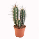 Cactus Stetosonia Coryne 64 cms